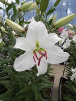 [1835 Signum 2N No01.JPG]